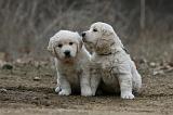 GOLDEN RETRIEVER 1129